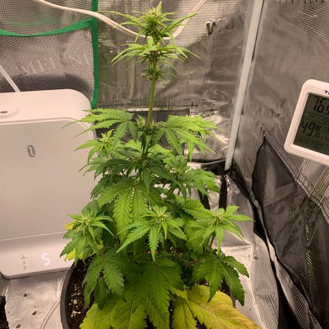 Bruce Banner growlog timeline photo