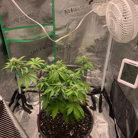 Bruce Banner growlog timeline photo