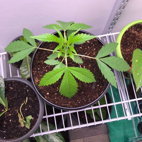Otis growlog timeline photo