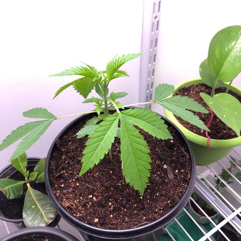 Otis growlog timeline photo