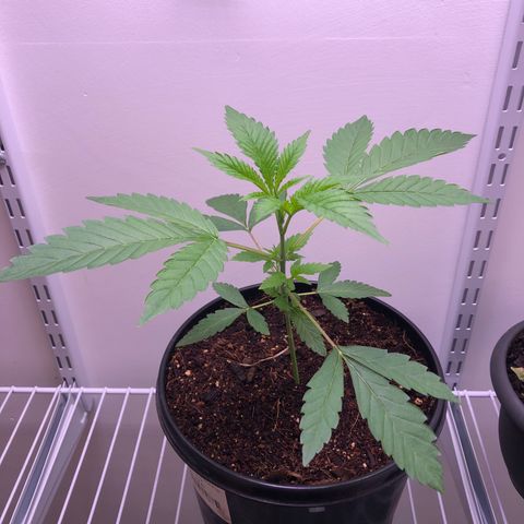 Otis growlog timeline photo