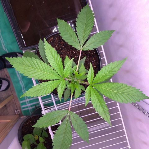 Otis growlog timeline photo