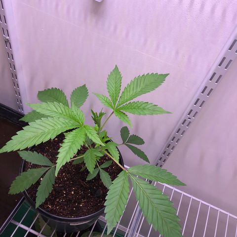Otis growlog timeline photo