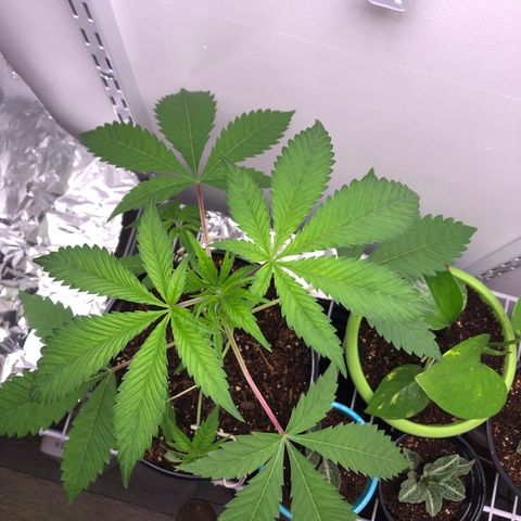 Otis growlog timeline photo