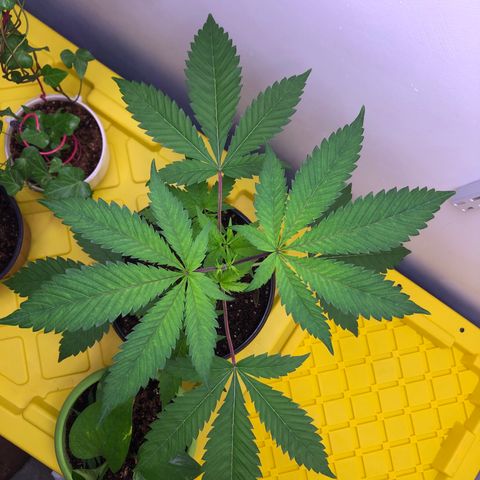Otis growlog timeline photo