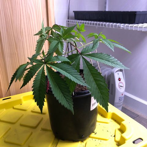 Otis growlog timeline photo