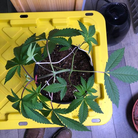 Otis growlog timeline photo
