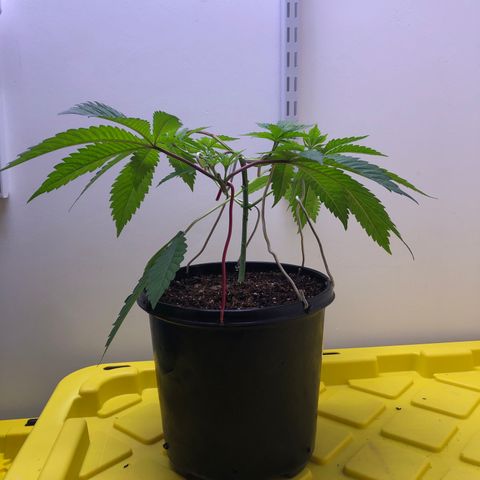 Otis growlog timeline photo