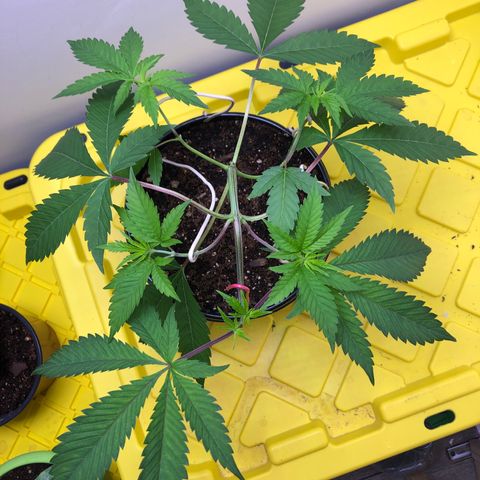 Otis growlog timeline photo