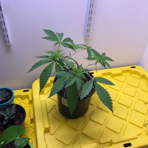 Otis growlog timeline photo