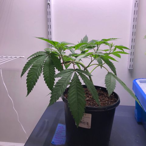 Otis growlog timeline photo