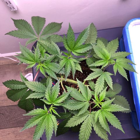 Otis growlog timeline photo