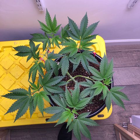 Otis growlog timeline photo