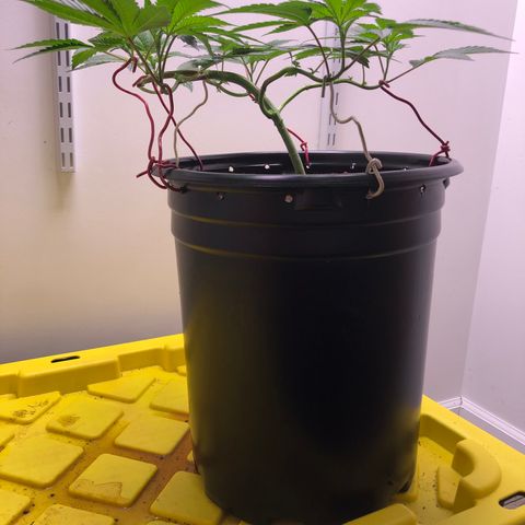 Otis growlog timeline photo