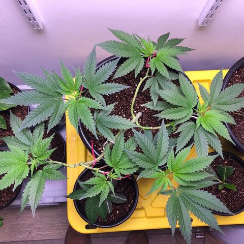 Otis growlog timeline photo