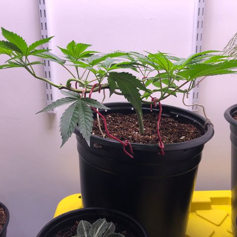 Otis growlog timeline photo