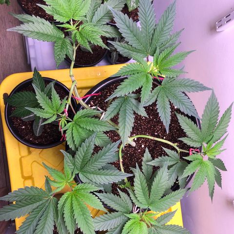 Otis growlog timeline photo