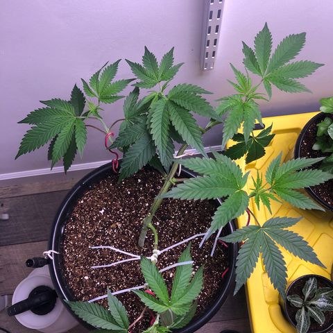 Otis growlog timeline photo