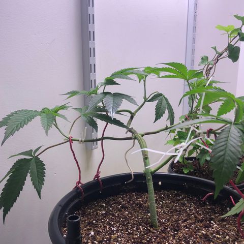 Otis growlog timeline photo