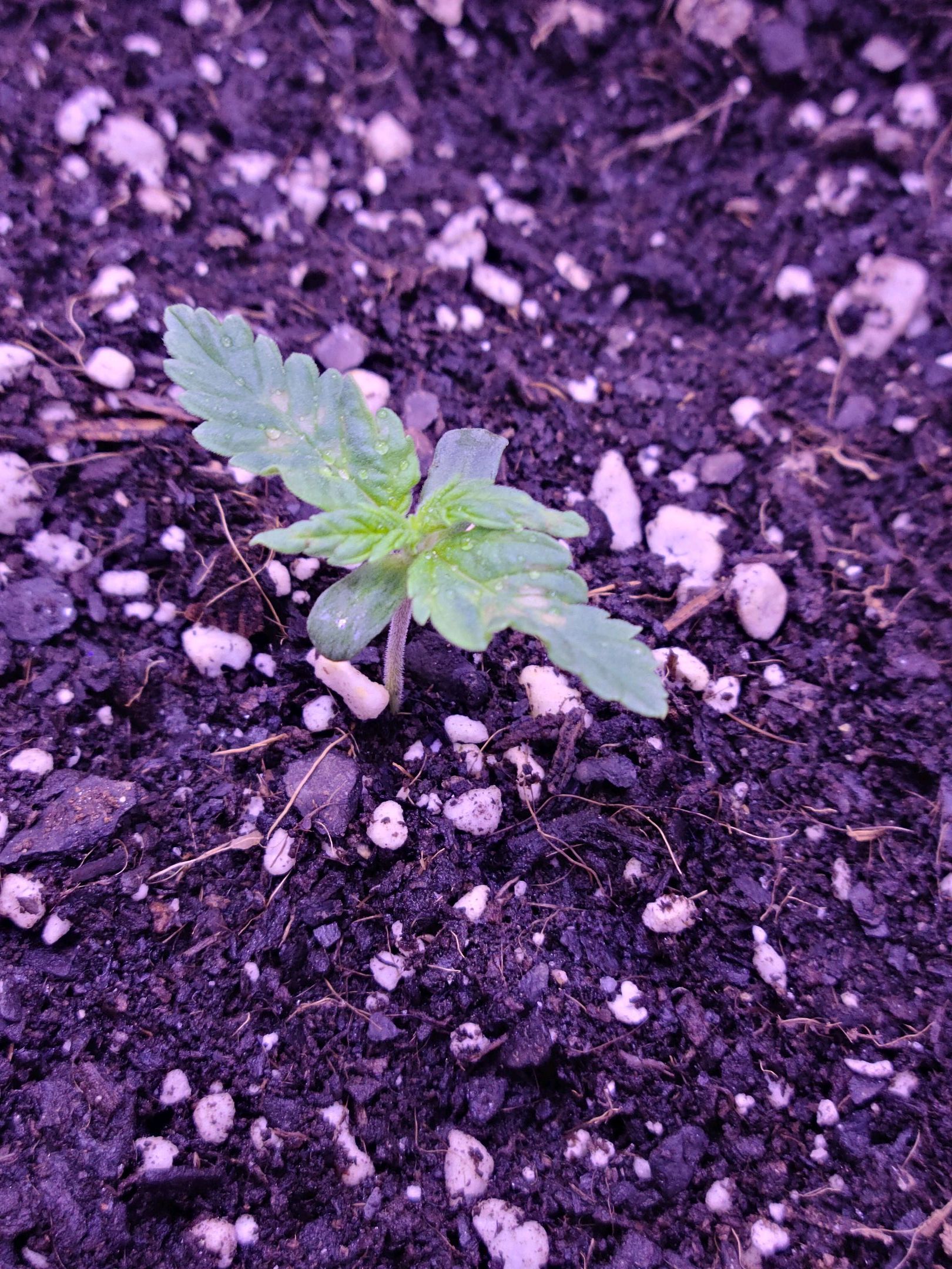 Candy growlog header