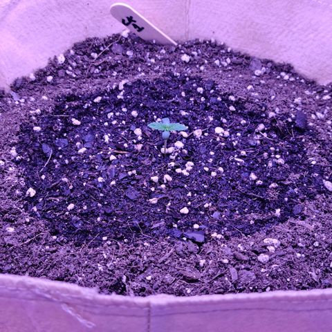 Candy growlog photo