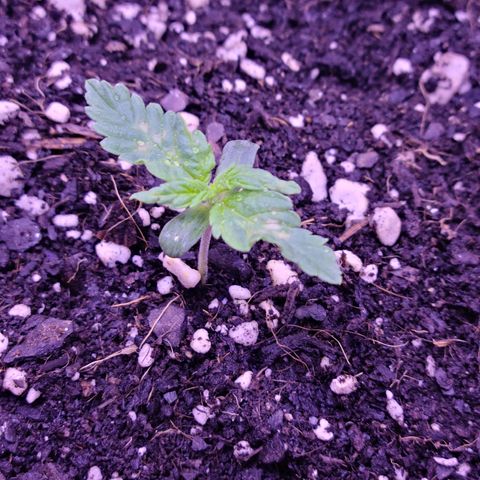 Candy growlog photo