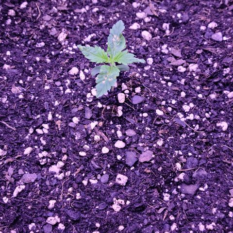 Candy growlog photo