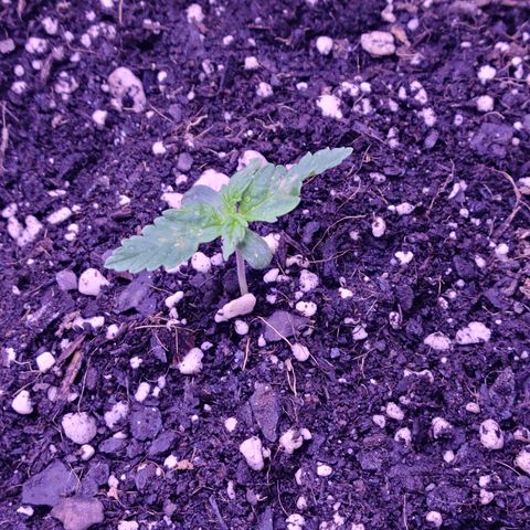 Candy growlog photo: Candy Day 1 to 8