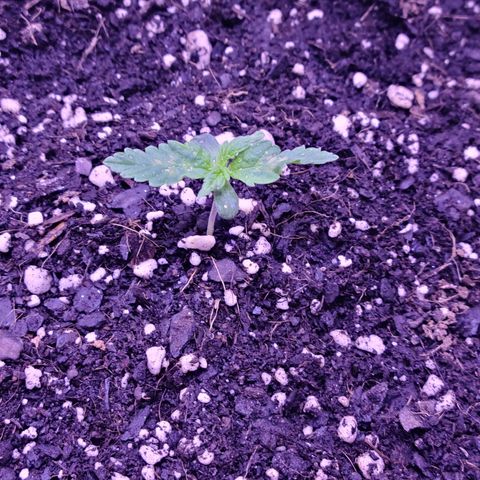 Candy growlog photo: Candy Day 1 to 8
