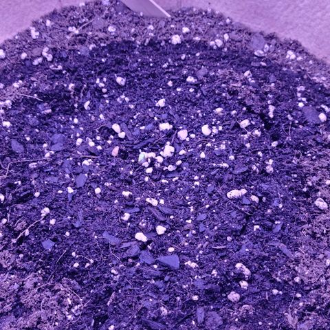 Candy growlog photo: Candy Day 1 to 8