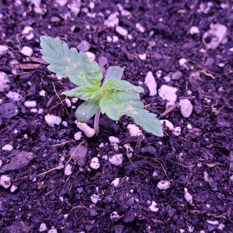 Candy growlog photo: Candy Day 1 to 8