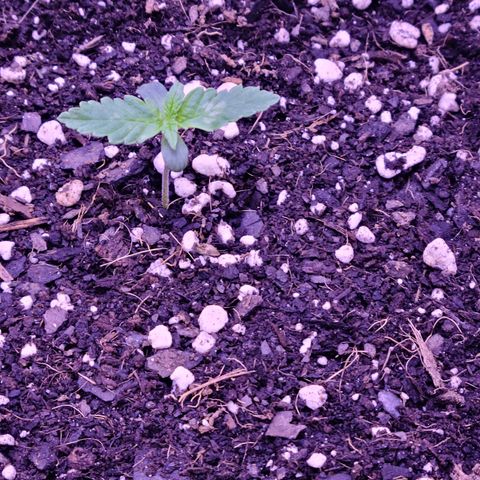 Candy growlog photo: Candy Day 1 to 8