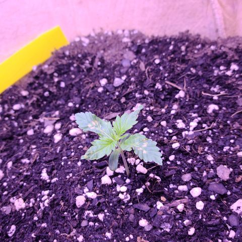 Candy growlog photo: Candy Day 8