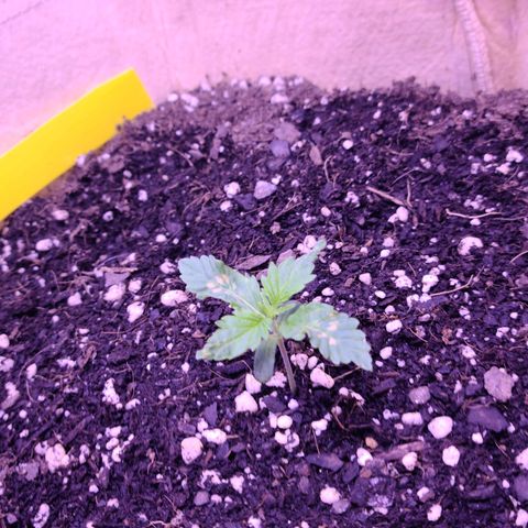 Candy growlog photo