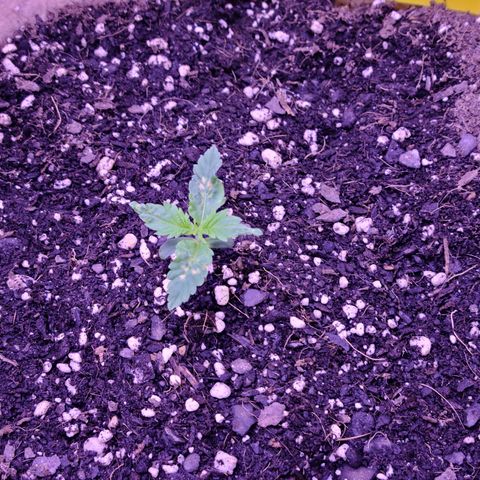Candy growlog photo: Candy day 9 update. Looking stronger i think better then before atleast. More alive. Here's different angles