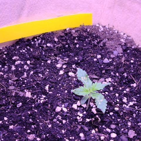 Candy growlog photo: Candy day 9 update. Looking stronger i think better then before atleast. More alive. Here's different angles