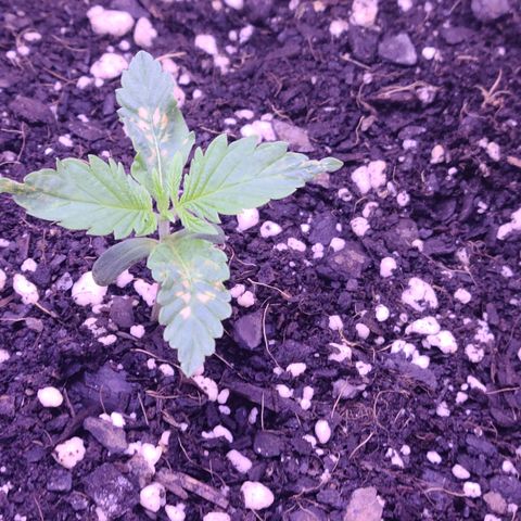 Candy growlog photo: Day 9 - Candy.  She's a fighter for sure, after the new watering regime of 6.5ph water every 2 days, although the two new leaves are showing signs of distress? I'm honestly not sure but hoping for the best