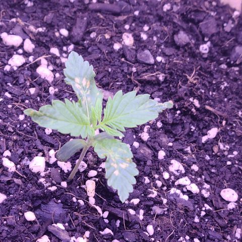 Candy growlog photo: Day 9 - Candy.  She's a fighter for sure, after the new watering regime of 6.5ph water every 2 days, although the two new leaves are showing signs of distress? I'm honestly not sure but hoping for the best