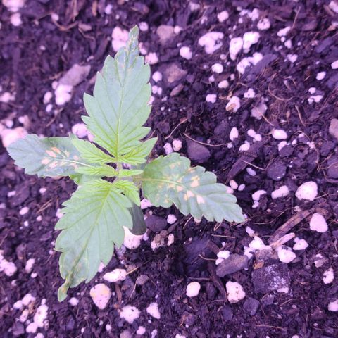 Candy growlog photo: Candy - Day 10. Seems like more spots popped up on the bottom leaves but the top ones seem to be strong. Not watering again until tomorrow morning. Just switched from a 24 hour light cycle to 18-6 starting last night. Hoping she likes it