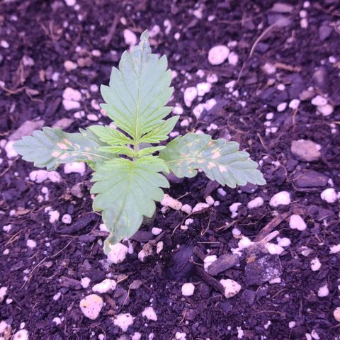 Candy growlog photo: Candy - Day 10. Seems like more spots popped up on the bottom leaves but the top ones seem to be strong. Not watering again until tomorrow morning. Just switched from a 24 hour light cycle to 18-6 starting last night. Hoping she likes it