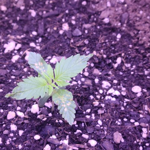 Candy growlog photo: Candy - Day 10. Seems like more spots popped up on the bottom leaves but the top ones seem to be strong. Not watering again until tomorrow morning. Just switched from a 24 hour light cycle to 18-6 starting last night. Hoping she likes it