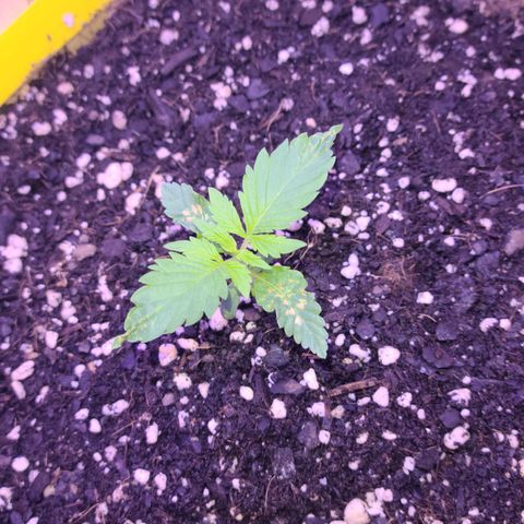 Candy growlog photo: Candy - day 11. Looking better by the day, this is few hours after a watering. Now let her do her thing till the next watering in 2 days. Keep fighting my love! 