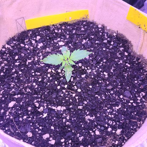 Candy growlog photo: Candy - day 11. Looking better by the day, this is few hours after a watering. Now let her do her thing till the next watering in 2 days. Keep fighting my love! 
