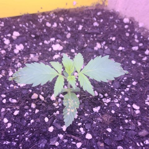 Candy growlog photo: Day 12 for Candy , the new leaves coming up looking good so far 🤞🏽mo spots hopefully she's finally out of that funk, thanks to the regime Outdoorsman on the community forum helped me with. Big shoutout to him by the way! Thanks my friend