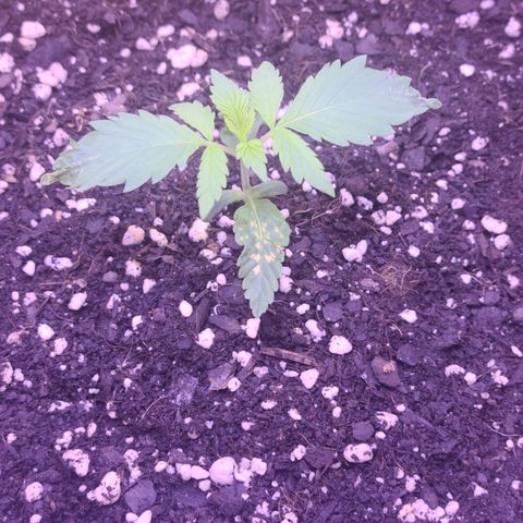 Candy growlog photo: Day 12 for Candy , the new leaves coming up looking good so far 🤞🏽mo spots hopefully she's finally out of that funk, thanks to the regime Outdoorsman on the community forum helped me with. Big shoutout to him by the way! Thanks my friend