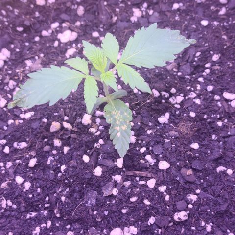 Candy growlog photo: Day 12 for Candy , the new leaves coming up looking good so far 🤞🏽mo spots hopefully she's finally out of that funk, thanks to the regime Outdoorsman on the community forum helped me with. Big shoutout to him by the way! Thanks my friend