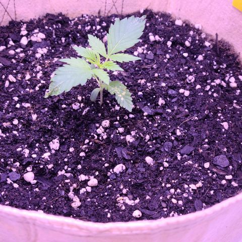 Candy growlog photo: Candy day 13, had a little bit of a heart attack this morning when going to water her, she looks good and better then before but when I started watering and the water hit the medium Candy just fell over, the root was still intact though so I stood her back up and packed the medium around her but wtf. Can't catch a break with this one. Hopefully nothing bad happens and she still grows and grows stronger
