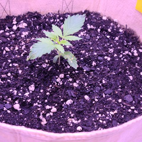 Candy growlog photo: Candy day 13, had a little bit of a heart attack this morning when going to water her, she looks good and better then before but when I started watering and the water hit the medium Candy just fell over, the root was still intact though so I stood her back up and packed the medium around her but wtf. Can't catch a break with this one. Hopefully nothing bad happens and she still grows and grows stronger