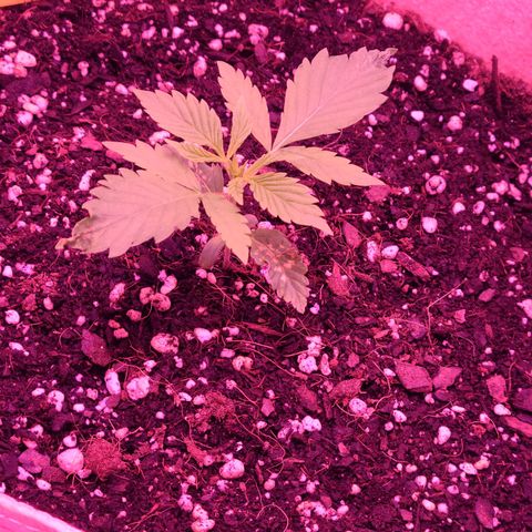 Candy growlog photo: Day 14 for baby candy. After falling over while watering yesterday she looks much better today and definitely grew, no spots on the new top leaves so hopefully she's out of the funk she was in in the beginning. Fighting for her life while giving me little heart attacks lol. Hopefully the stem gets stronger the next 2 days like my other two that are 16 days old today so I don't have to worry about her tipping again. Also changed light from veg to veg/bloom last night which she responded to well