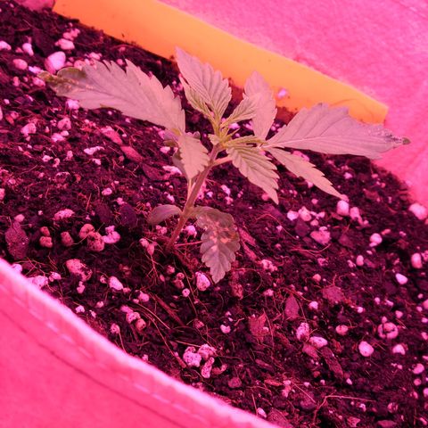 Candy growlog photo: Day 14 for baby candy. After falling over while watering yesterday she looks much better today and definitely grew, no spots on the new top leaves so hopefully she's out of the funk she was in in the beginning. Fighting for her life while giving me little heart attacks lol. Hopefully the stem gets stronger the next 2 days like my other two that are 16 days old today so I don't have to worry about her tipping again. Also changed light from veg to veg/bloom last night which she responded to well